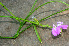  (Canavalia brasilensis - BioBot01260)  @11 [ ] CreativeCommons - Attribution Non-Commercial Share-Alike (2010) Daniel H. Janzen Guanacaste Dry Forest Conservation Fund