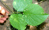  ( - BioBot01261)  @11 [ ] CreativeCommons - Attribution Non-Commercial Share-Alike (2010) Daniel H. Janzen Guanacaste Dry Forest Conservation Fund
