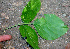  ( - BioBot01261)  @11 [ ] CreativeCommons - Attribution Non-Commercial Share-Alike (2010) Daniel H. Janzen Guanacaste Dry Forest Conservation Fund