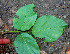  ( - BioBot01261)  @11 [ ] CreativeCommons - Attribution Non-Commercial Share-Alike (2010) Daniel H. Janzen Guanacaste Dry Forest Conservation Fund