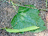 ( - BioBot01261)  @11 [ ] CreativeCommons - Attribution Non-Commercial Share-Alike (2010) Daniel H. Janzen Guanacaste Dry Forest Conservation Fund