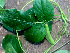  ( - BioBot01262)  @11 [ ] CreativeCommons - Attribution Non-Commercial Share-Alike (2010) Daniel H. Janzen Guanacaste Dry Forest Conservation Fund