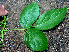  ( - BioBot01262)  @11 [ ] CreativeCommons - Attribution Non-Commercial Share-Alike (2010) Daniel H. Janzen Guanacaste Dry Forest Conservation Fund