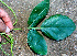  ( - BioBot01262)  @11 [ ] CreativeCommons - Attribution Non-Commercial Share-Alike (2010) Daniel H. Janzen Guanacaste Dry Forest Conservation Fund