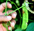  ( - BioBot01262)  @11 [ ] CreativeCommons - Attribution Non-Commercial Share-Alike (2010) Daniel H. Janzen Guanacaste Dry Forest Conservation Fund