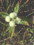  (Hyptis brachiata - BioBot01275)  @11 [ ] CreativeCommons - Attribution Non-Commercial Share-Alike (2010) Daniel H. Janzen Guanacaste Dry Forest Conservation Fund