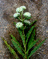  ( - BioBot01275)  @11 [ ] CreativeCommons - Attribution Non-Commercial Share-Alike (2010) Daniel H. Janzen Guanacaste Dry Forest Conservation Fund