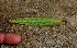 ( - BioBot01276)  @11 [ ] CreativeCommons - Attribution Non-Commercial Share-Alike (2010) Daniel H. Janzen Guanacaste Dry Forest Conservation Fund