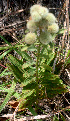  ( - BioBot01277)  @11 [ ] CreativeCommons - Attribution Non-Commercial Share-Alike (2010) Daniel H. Janzen Guanacaste Dry Forest Conservation Fund