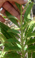  ( - BioBot01277)  @11 [ ] CreativeCommons - Attribution Non-Commercial Share-Alike (2010) Daniel H. Janzen Guanacaste Dry Forest Conservation Fund