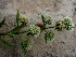  ( - BioBot01277)  @11 [ ] CreativeCommons - Attribution Non-Commercial Share-Alike (2010) Daniel H. Janzen Guanacaste Dry Forest Conservation Fund