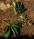  (Mimosa albida - BioBot01280)  @11 [ ] CreativeCommons - Attribution Non-Commercial Share-Alike (2010) Daniel H. Janzen Guanacaste Dry Forest Conservation Fund