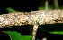  ( - BioBot01284)  @11 [ ] CreativeCommons - Attribution Non-Commercial Share-Alike (2010) Daniel H. Janzen Guanacaste Dry Forest Conservation Fund