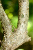  (Hybanthus mexicanus - BioBot01287)  @11 [ ] CreativeCommons - Attribution Non-Commercial Share-Alike (2010) Daniel H. Janzen Guanacaste Dry Forest Conservation Fund