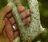  ( - BioBot01287)  @11 [ ] CreativeCommons - Attribution Non-Commercial Share-Alike (2010) Daniel H. Janzen Guanacaste Dry Forest Conservation Fund