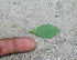  ( - BioBot01287)  @11 [ ] CreativeCommons - Attribution Non-Commercial Share-Alike (2010) Daniel H. Janzen Guanacaste Dry Forest Conservation Fund