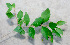  ( - BioBot01287)  @11 [ ] CreativeCommons - Attribution Non-Commercial Share-Alike (2010) Daniel H. Janzen Guanacaste Dry Forest Conservation Fund
