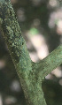  ( - BioBot01288)  @11 [ ] CreativeCommons - Attribution Non-Commercial Share-Alike (2010) Daniel H. Janzen Guanacaste Dry Forest Conservation Fund