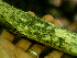  ( - BioBot01288)  @11 [ ] CreativeCommons - Attribution Non-Commercial Share-Alike (2010) Daniel H. Janzen Guanacaste Dry Forest Conservation Fund