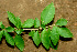  ( - BioBot01288)  @11 [ ] CreativeCommons - Attribution Non-Commercial Share-Alike (2010) Daniel H. Janzen Guanacaste Dry Forest Conservation Fund