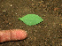  ( - BioBot01288)  @11 [ ] CreativeCommons - Attribution Non-Commercial Share-Alike (2010) Daniel H. Janzen Guanacaste Dry Forest Conservation Fund
