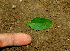  ( - BioBot01288)  @11 [ ] CreativeCommons - Attribution Non-Commercial Share-Alike (2010) Daniel H. Janzen Guanacaste Dry Forest Conservation Fund