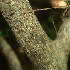  ( - BioBot01289)  @11 [ ] CreativeCommons - Attribution Non-Commercial Share-Alike (2010) Daniel H. Janzen Guanacaste Dry Forest Conservation Fund