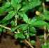  ( - BioBot01289)  @11 [ ] CreativeCommons - Attribution Non-Commercial Share-Alike (2010) Daniel H. Janzen Guanacaste Dry Forest Conservation Fund