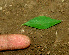  ( - BioBot01289)  @11 [ ] CreativeCommons - Attribution Non-Commercial Share-Alike (2010) Daniel H. Janzen Guanacaste Dry Forest Conservation Fund