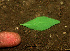 ( - BioBot01289)  @11 [ ] CreativeCommons - Attribution Non-Commercial Share-Alike (2010) Daniel H. Janzen Guanacaste Dry Forest Conservation Fund