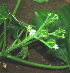  ( - BioBot01296)  @11 [ ] CreativeCommons - Attribution Non-Commercial Share-Alike (2010) Daniel H. Janzen Guanacaste Dry Forest Conservation Fund