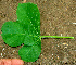  ( - BioBot01296)  @11 [ ] CreativeCommons - Attribution Non-Commercial Share-Alike (2010) Daniel H. Janzen Guanacaste Dry Forest Conservation Fund