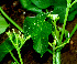  ( - BioBot01296)  @11 [ ] CreativeCommons - Attribution Non-Commercial Share-Alike (2010) Daniel H. Janzen Guanacaste Dry Forest Conservation Fund