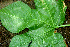 ( - BioBot01297)  @11 [ ] CreativeCommons - Attribution Non-Commercial Share-Alike (2010) Daniel H. Janzen Guanacaste Dry Forest Conservation Fund
