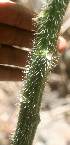  ( - BioBot01298)  @11 [ ] CreativeCommons - Attribution Non-Commercial Share-Alike (2010) Daniel H. Janzen Guanacaste Dry Forest Conservation Fund