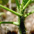  ( - BioBot01298)  @11 [ ] CreativeCommons - Attribution Non-Commercial Share-Alike (2010) Daniel H. Janzen Guanacaste Dry Forest Conservation Fund