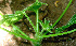  ( - BioBot01298)  @11 [ ] CreativeCommons - Attribution Non-Commercial Share-Alike (2010) Daniel H. Janzen Guanacaste Dry Forest Conservation Fund