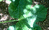  ( - BioBot01298)  @11 [ ] CreativeCommons - Attribution Non-Commercial Share-Alike (2010) Daniel H. Janzen Guanacaste Dry Forest Conservation Fund