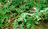  ( - BioBot01305)  @11 [ ] CreativeCommons - Attribution Non-Commercial Share-Alike (2010) Daniel H. Janzen Guanacaste Dry Forest Conservation Fund