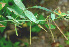 ( - BioBot01305)  @11 [ ] CreativeCommons - Attribution Non-Commercial Share-Alike (2010) Daniel H. Janzen Guanacaste Dry Forest Conservation Fund