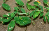  ( - BioBot01305)  @11 [ ] CreativeCommons - Attribution Non-Commercial Share-Alike (2010) Daniel H. Janzen Guanacaste Dry Forest Conservation Fund