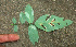  ( - BioBot01305)  @11 [ ] CreativeCommons - Attribution Non-Commercial Share-Alike (2010) Daniel H. Janzen Guanacaste Dry Forest Conservation Fund
