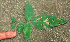  ( - BioBot01305)  @11 [ ] CreativeCommons - Attribution Non-Commercial Share-Alike (2010) Daniel H. Janzen Guanacaste Dry Forest Conservation Fund