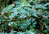  ( - BioBot01306)  @11 [ ] CreativeCommons - Attribution Non-Commercial Share-Alike (2010) Daniel H. Janzen Guanacaste Dry Forest Conservation Fund