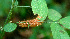  ( - BioBot01306)  @11 [ ] CreativeCommons - Attribution Non-Commercial Share-Alike (2010) Daniel H. Janzen Guanacaste Dry Forest Conservation Fund
