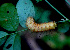 ( - BioBot01306)  @11 [ ] CreativeCommons - Attribution Non-Commercial Share-Alike (2010) Daniel H. Janzen Guanacaste Dry Forest Conservation Fund