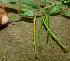 ( - BioBot01306)  @11 [ ] CreativeCommons - Attribution Non-Commercial Share-Alike (2010) Daniel H. Janzen Guanacaste Dry Forest Conservation Fund