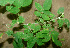  ( - BioBot01306)  @11 [ ] CreativeCommons - Attribution Non-Commercial Share-Alike (2010) Daniel H. Janzen Guanacaste Dry Forest Conservation Fund
