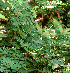  ( - BioBot01307)  @11 [ ] CreativeCommons - Attribution Non-Commercial Share-Alike (2010) Daniel H. Janzen Guanacaste Dry Forest Conservation Fund