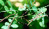  ( - BioBot01307)  @11 [ ] CreativeCommons - Attribution Non-Commercial Share-Alike (2010) Daniel H. Janzen Guanacaste Dry Forest Conservation Fund